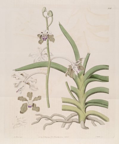 Illustration de Vanda tessellata (comme syn. Vanda roxburghii) - Designer